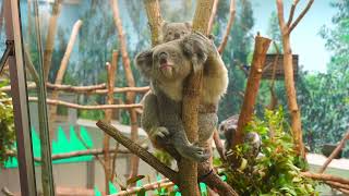 コアラの親子・インディコさんとタイヨウ君　背中に乗りたい　2023.5.16　平川動物公園