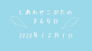 株式会社SCRIT「しあわせこぶたの３６５日」１２/１