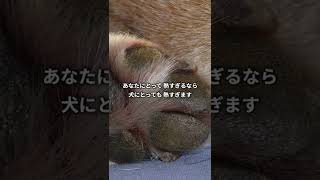 暑い日の散歩は犬の足のやけどに注意しよう🔥🐾