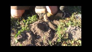 Gophers Limited Advanced Tips: Trap sprung, plugged burrow, hair on trap