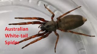 Close-up video (3x and 5x zoom) of a venomous Australian White Tail Spider