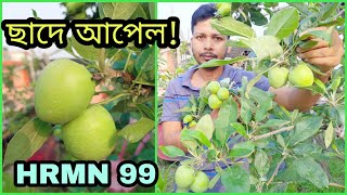 ছাদ বাগানে আপেলের বাম্পার ফলন। Grow HRMN 99 Apple easily in rooftop