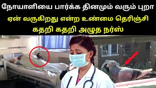 நோயாளியை பார்க்க தினமும் வரும் புறா ஏன் வருகிறது என்ற உண்மை தெரிஞ்சி கதறி அழுத நர்ஸ் | thiraipanthal