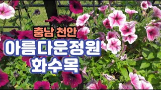 아름다운 꽃과 까페로 유명한 충남 천안의 힐링명소  -  아름다운정원 화수목