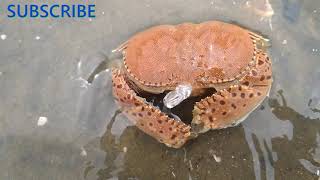 Amazing Activity Beautiful Orange color Crap From Sea River -அழகான ஆழ்கடல் நண்டு சேட்டைகள்