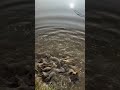 Карп зарыбление водоема. Саратов