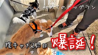 初めてのドッグランでビビりまくるパピヨンとボーダーコリー仔犬