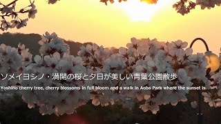 ソメイヨシノ・満開の桜と夕日が美しい青葉公園散歩Yoshino cherry tree, Aoba Park with beautiful cherry blossoms and sunset＃癒し