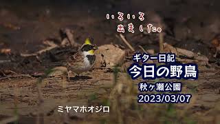 ギター日記　今日の野鳥　・　秋ヶ瀬公園　2023年3月7日