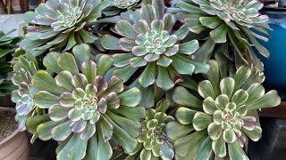 Korean Succulent for Sale ( new Aonium and rare )