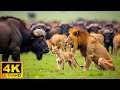 African Safari Animals 4K - Wildlife Relaxation Film - Relaxing Music - Video 4K Ultra HD