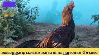 MY FARM UPDATE ASEEL/ கூவத் தாடி பச்சை கால் காக நூலான்