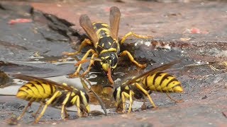 Wasps and Polistinae Wasp. Deutsche Wespen und Feldwespe