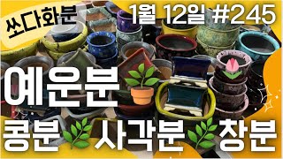 245차 화분판매   #쏘다화분🪴 1월 12일 |  예쁜 다육이 화분 | #다육이화분 수제 국산 #화분  #다육화분 분갈이 창분 사각분 예운분 콩분