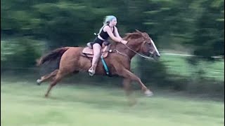 HORSE HITS 40 MPH