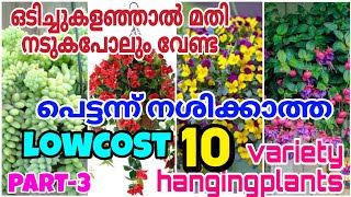 PART 3 lowcost, longlast ചെയ്യുന്ന variety hangingplants #kolusinkitchen #hangingplants