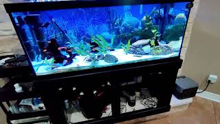 Aquarium Backup Power Ecoflow River 2 will it work?