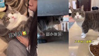 生活不易 猫猫叹气！这一天天的忙坏了