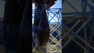 Power transmission line for tower #electrician #trending #short