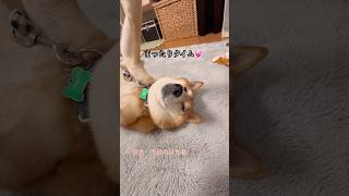 ナデナデアピールと思っていたけど、お毛毛取ってアピールだったのかも知れない😅 #柴犬 #柴犬大好き #柴犬の日常 #はち君 #癒し #かわいい #アピール