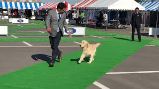 2018.11.03 成田エクセレントクラブ展 ゴールデンレトリバーCH牝