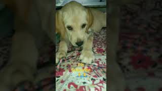 ETA korona Ota korona#song #puppy #song