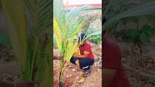 ഒരു തെങ്ങ് നടൽ എന്റ്റമ്മോ (Planting Coconut Tree)