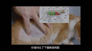 猫咪糖尿病--安装血糖动态检测仪