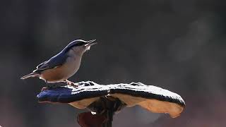 #동고비.  #Nuthatch.  #조류영상. #대한새국. #Bird story.