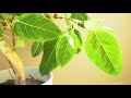 fresh foliage plants and the sound of water【癒しの生活音】観葉植物の水やりの音 （音と風景・癒しの映像 japanese sounds u0026 scenes）