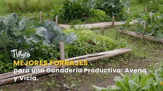 Mejores Forrajes para una Ganadería Productiva: Avena y Vicia - TvAgro por Juan Gonzalo Angel