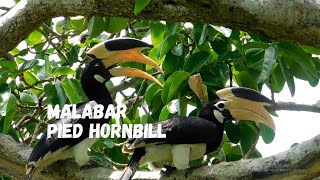 Malabar pied hornbill