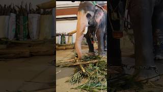 തകൃതാള൦ വീണ്ടും  ബൽറാ൦ #ആനപ്രേമി #elephant #ആന #dance #elephantdance