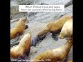 Chiswell Island Steller Sea Lions: First Time Mother 