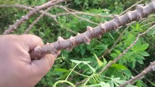 last chance CASSAVA CUTTINGS great varieties! read description