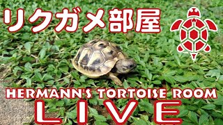 リクガメ部屋ライブ映像配信 Hermann's tortoise room LIVE CAMERA2025.1.14