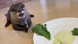 レタス好きなカワウソに、野菜の食べ比べしてもらった！ I got a lettuce-loving otter to compare veggies with me!