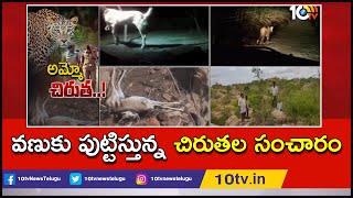 పత్తికొండ లో వణుకు పుట్టిస్తున్న చిరుతల సంచారం | Kurnool District | 10TV News