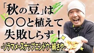 「秋の豆」は〇〇と植えて失敗知らず～うまく育てる秘訣伝授します～【スナップエンドウ】【ソラマメ】【絹さや】