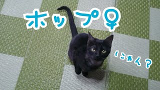 2019年4月11日 自分のしっぽを追いかける子猫