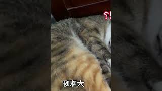 盘点六只会说人话的网红猫，会说晚安，会叫奶奶，还会学狗叫！ #026