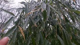 ice forming on bamboo branch tips