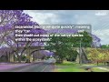 destructive truth behind australia s famous jacaranda trees yahoo australia