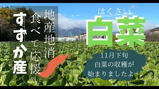 【すずか産】白菜の収穫～白菜と豚肉のミルフィーユ鍋～