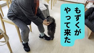 【犬と猫の日常Vlog】知人にもずくを合わせたら喜んでくれた【トイプードルとアメリカンショートヘア】