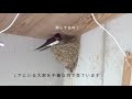 ツバメ巣作り密着24時 10日目 swallows build their nest day10 スズメ巣へ侵入・執拗な追いかけに警備強化 雨降って地固まる？夫婦イチャイチャな夜