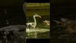 The big blue heron preys on ducklings.大蓝鹭捕食小鸭子。 #bird #nature #wild