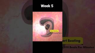 Heart Beating || week 5 || ❤️❤️ #viral #shortvideo #shorts #shortsfeed #trending