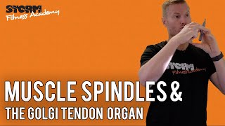 Muscle Spindles and the Golgi Tendon Organ | Storm Fitness Academy