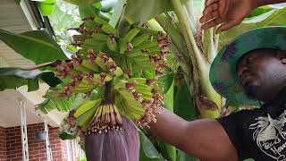 How To Grow Bananas In A Subtropical Climate